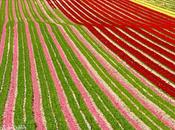 tulipes Provence