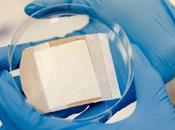 CICATRISATION nanofibres électrofilées pour échafaudage cellulaire universel