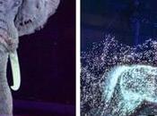 cirque allemand utilise hologrammes lieu d’animaux vivants pour expérience magique sans cruauté