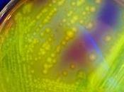 Transplantation MICROBIOTE FÉCAL traitement efficace économique contre difficile