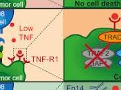 #Cell #TNF #immunothérapie #cytotoxicité Augmentation l’Impact l’Immunothérapie Baisse Seuil Cytotoxicité