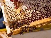 Miel Martine Naturel, traçable…