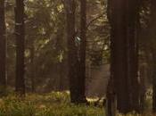 thérapie forestière, méthode efficace pour combattre stress