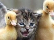 Animaux photographes