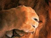 Ignorance Politique Lâcheté Mochetonne Anglaise