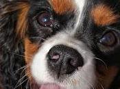 Cavalier King Charles (chien chasse