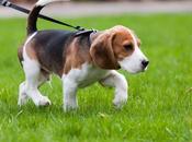 SANTÉ CARDIOVASCULAIRE chien, notre meilleur