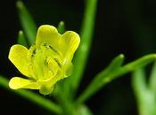 Renoncule champs (Ranunculus arvensis)
