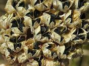 tête ronde (Allium sphaerocephalon)