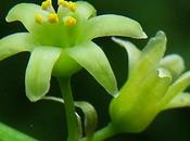 Tamier (Dioscorea communis)
