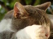 pouvoir musique chez animaux