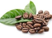 CAFÉ Vers brûleur graisse naturel responsable