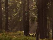 thérapie forestière, pour combattre stress