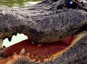 Info bière États-Unis: arrêté pour avoir Alligator Mousse