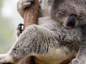 Heurté voiture km/h traîné koala s’en sort indemne