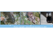 Semelles chamois, bouquetin chèvres américaines