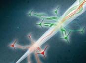 CONNECTIVITÉ CÉRÉBRALE sonde optique espionne l’activité neuronale