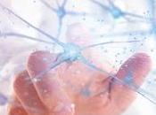 RÉPARATION NEURALE neurones humains greffés fonctionnent chez souris