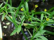 Renoncule scélérate (Ranunculus sceleratus)