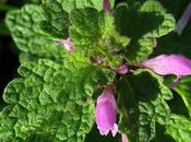 Lamier pourpre (Lamium purpureum)