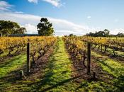 Craft beer Pourquoi vous devriez visiter Swan Valley lors votre prochain voyage Perth Bière