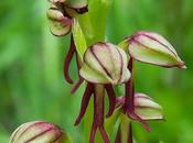 Orchis homme-pendu (Orchis anthropophora)