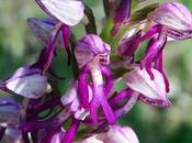 Orchis spuria