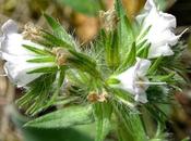 Vipérine commune albiflore (Echium vulgare albiflora)