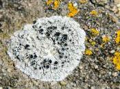 (Echos) Florence Trocmé, Lichens, lichens