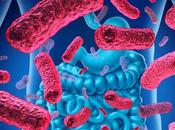 Transplantation MICROBIOTE FÉCAL opportunités, mais