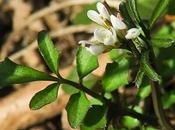 Cardamine hirsute (Cardamine hirsuta)