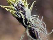 Laîche montagnes (Carex montana)