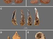 Néandertal consommait tout autant fruits l'Homo Sapiens