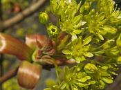 Érable champêtre (Acer campestre)