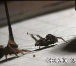 parade nuptiale d'une araignée sauteuse