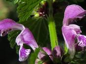 Lamier maculé (Lamium maculatum)