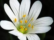 Stellaire holostée (Stellaria holostea)