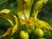 Lamier jaune (Lamium galeobdolon)