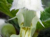 Lamier blanc (Lamium album)