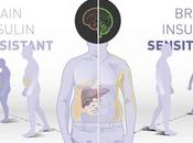OBÉSITÉ C'est sensibilité cerveau l'insuline détermine l'adiposité