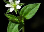 Sabline trois nervures, Moehringie (Moehringia trinervia)