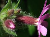 Silène dioïque, Compagnon rouge (Silene dioica)