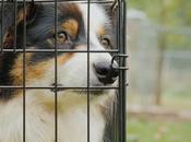 Quelle taille cage choisir pour chien