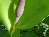 Arum tacheté (Arum maculatum)