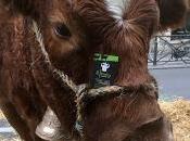 Déjeuner Ferrandaise