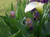 Fleurs plantes jardin