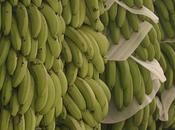 J’ai banane…plantain