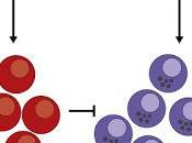 #Cell #cancerdelavessie #lymphocytesTCD4+ Lymphocytes Intratumoraux CD4+ Jouent Rôle Médiateur dans Cytotoxicité Tumorale Cancer Vessie chez l’Humain