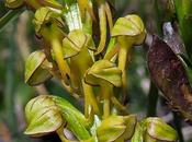 Orchis homme-pendu (Orchis anthropophora)