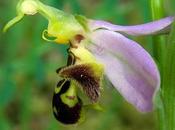 Variations l’Ophrys abeille (Ophrys apifera)